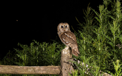 An owl sitting on a post at night