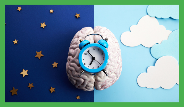 Our brain clocks that governs circadian rhythm 