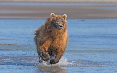 Bear running