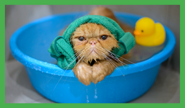 Cat in cold bath with wet towel over the head