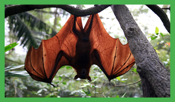 Bat hanging upside down in a tree