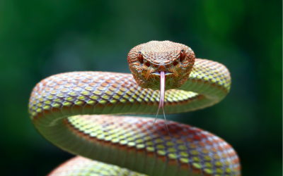 Poisonous snake