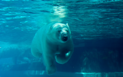 Polar bear swimming under water