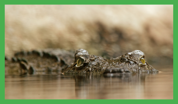 En farlig krokodille for det meste nedsenket under vannoverflaten og representerer den skjulte faren ved å ha for lite vitamin B12 og behov for kosttilskudd.
