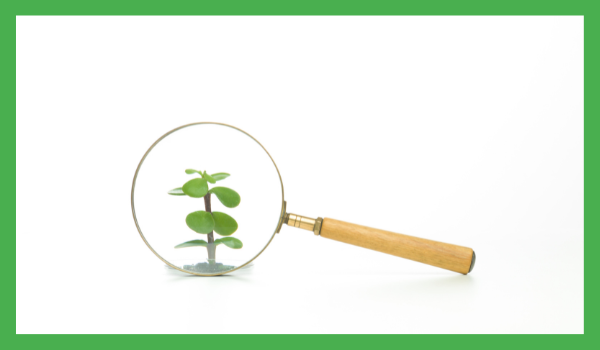 Et forstørrelsesglass som forstørrer en liten plante, symboliserer en inspeksjon av hvilken næring planten inneholder for å vurdere om det faktisk er sunn mat eller ikke.